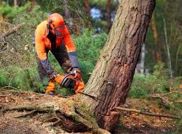 Professional Tree Services in Hope, AR