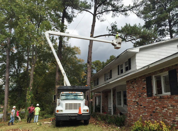 Best Tree Trimming and Pruning  in Hope, AR