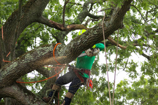 How Our Tree Care Process Works  in  Hope, AR