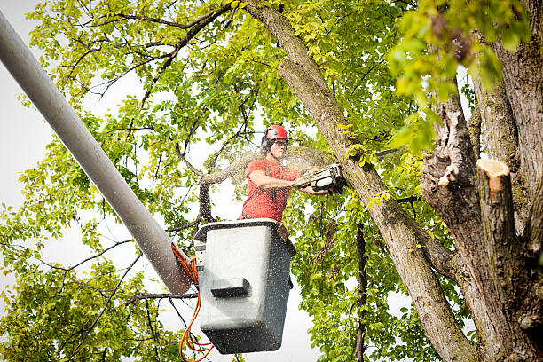 Best Storm Damage Tree Cleanup  in Hope, AR