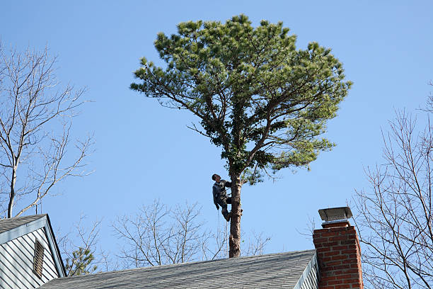 Best Arborist Consultation Services  in Hope, AR