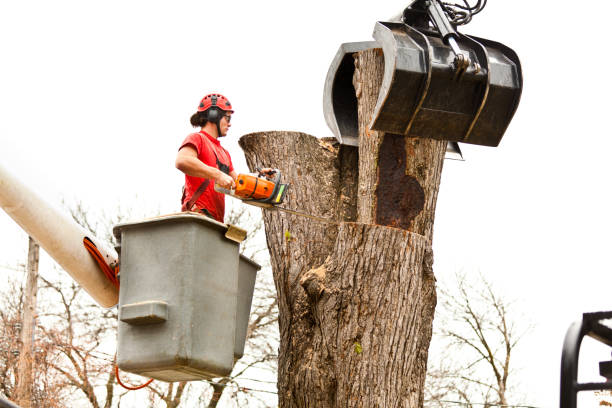 Best Seasonal Cleanup (Spring/Fall)  in Hope, AR